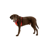 Ruffwear Front Range harnais pour chien avec clip L/XL Red Sumac