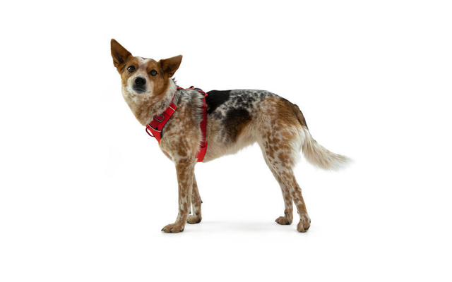 Ruffwear Front Range harnais pour chien avec clip S Red Sumac