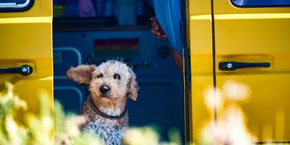 Hund sitzt in der offenen T&uuml;r eines VW Bus