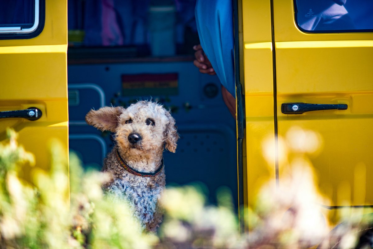 Hund sitzt in der offenen T&uuml;r eines VW Bus