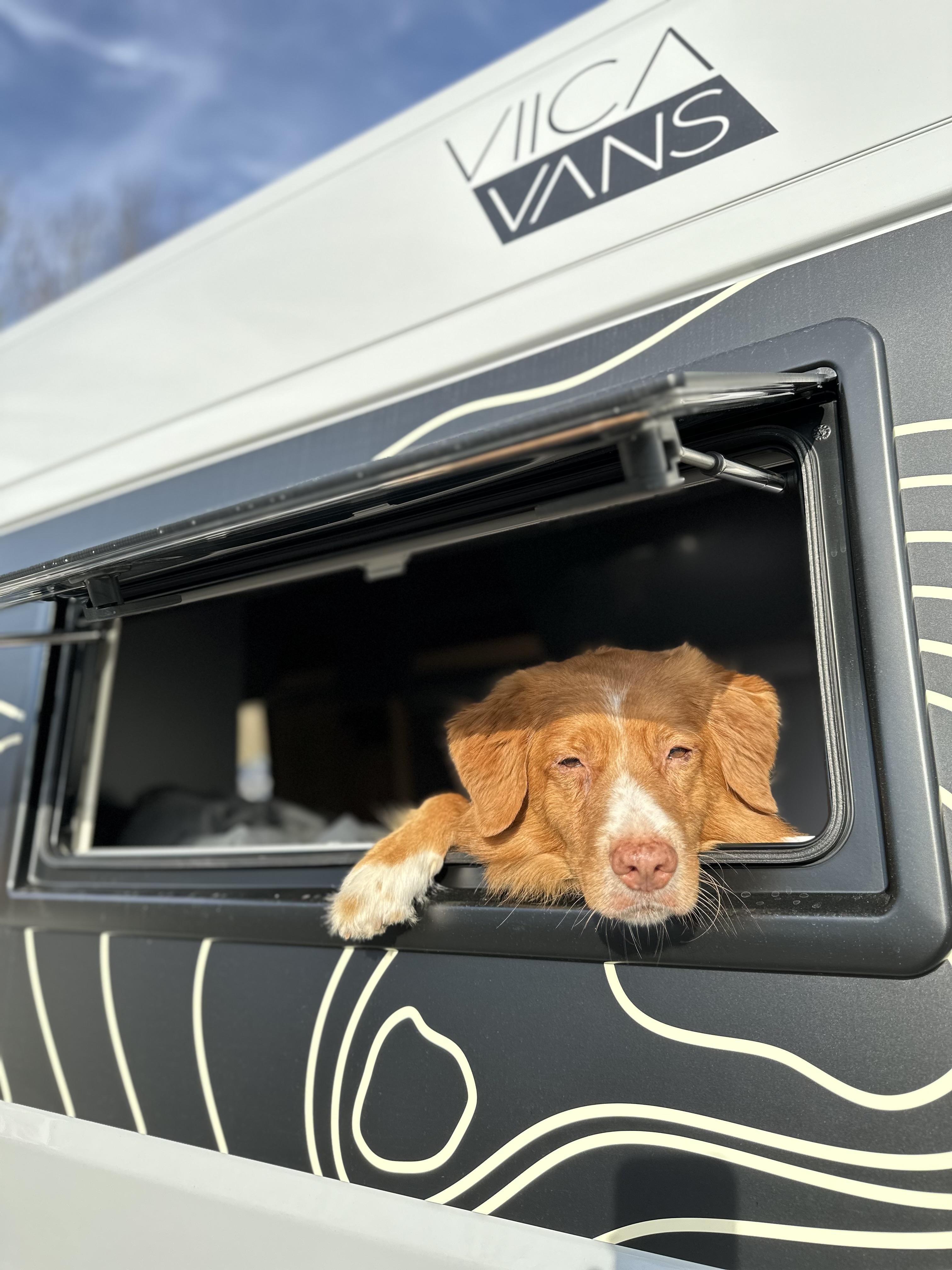 Hund der aus einem Wohnmobilfenster schaut